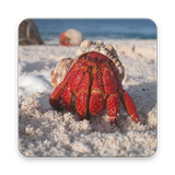 Hermit Crab Wallpapers HD أيقونة