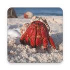 Icona Hermit Crab Wallpapers HD
