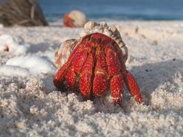 Hermit Crab Wallpapers HD скриншот 3