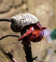 Hermit Crab Wallpapers HD постер