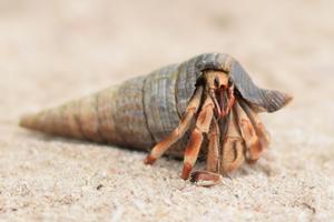 Hermit Crab Wallpapers HD تصوير الشاشة 2