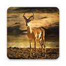 Impala Wallpaper HD APK