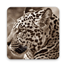 Jaguar Wallpaper HD APK