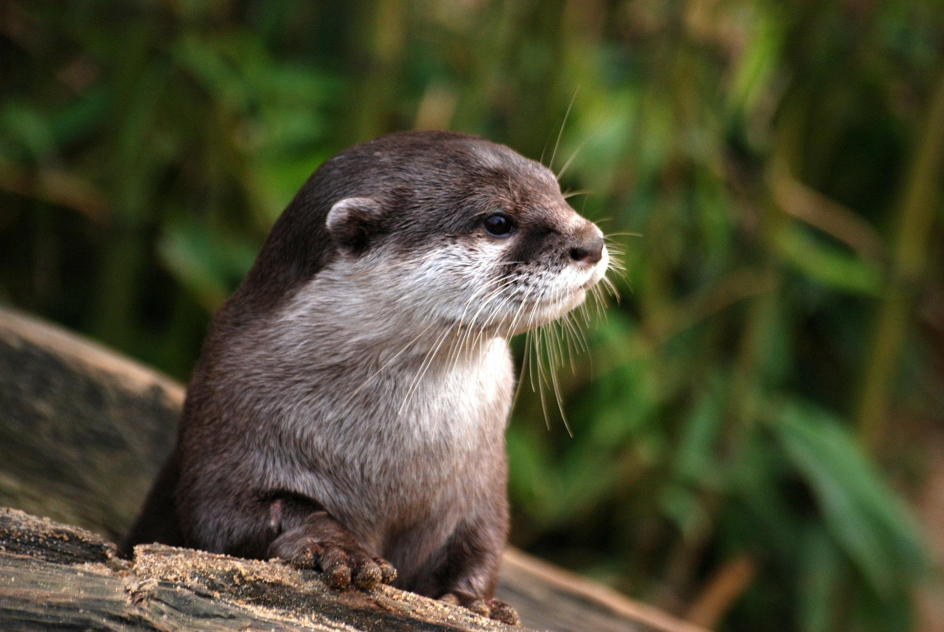 Otter Wallpaper HD for Android - APK Download