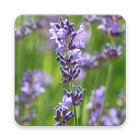 ikon Lavender Wallpaper HD
