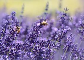Lavender Wallpaper HD poster