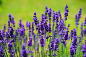 Lavender Wallpaper HD screenshot 1