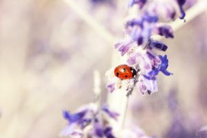 Lavender Wallpaper HD screenshot 2