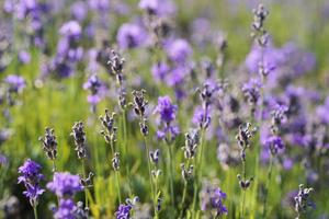 Lavender Wallpaper HD screenshot 3