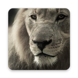 Lion Wallpaper HD 图标