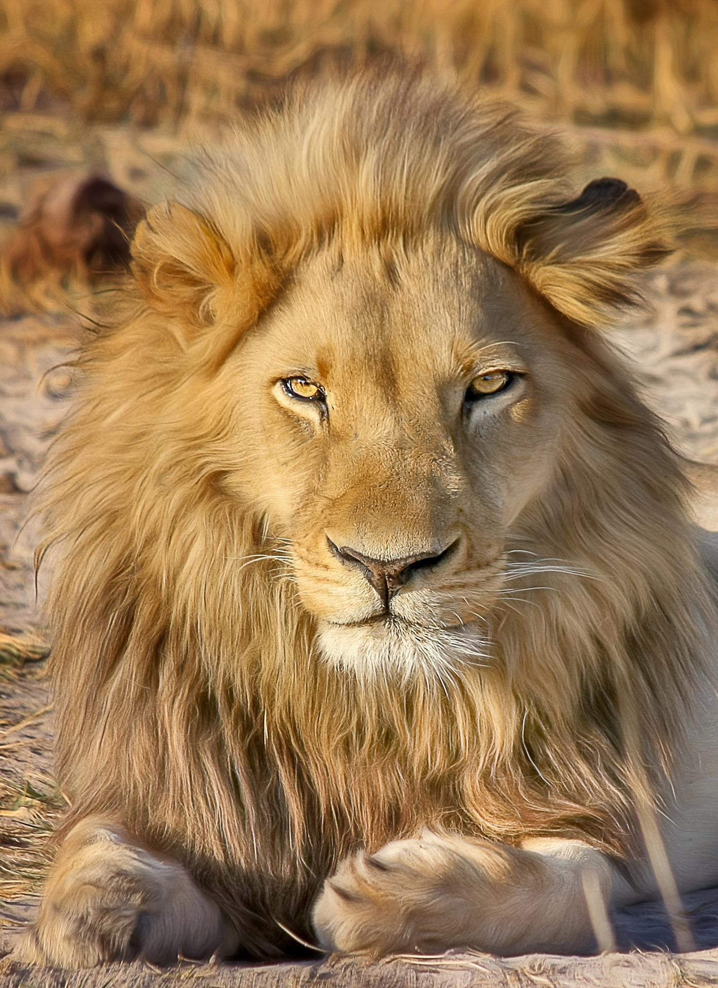 Lion Wallpaper HD for Android - APK Download