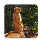 Meerkat Wallpaper HD 图标