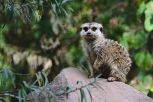 Meerkat Wallpaper HD 截图 3