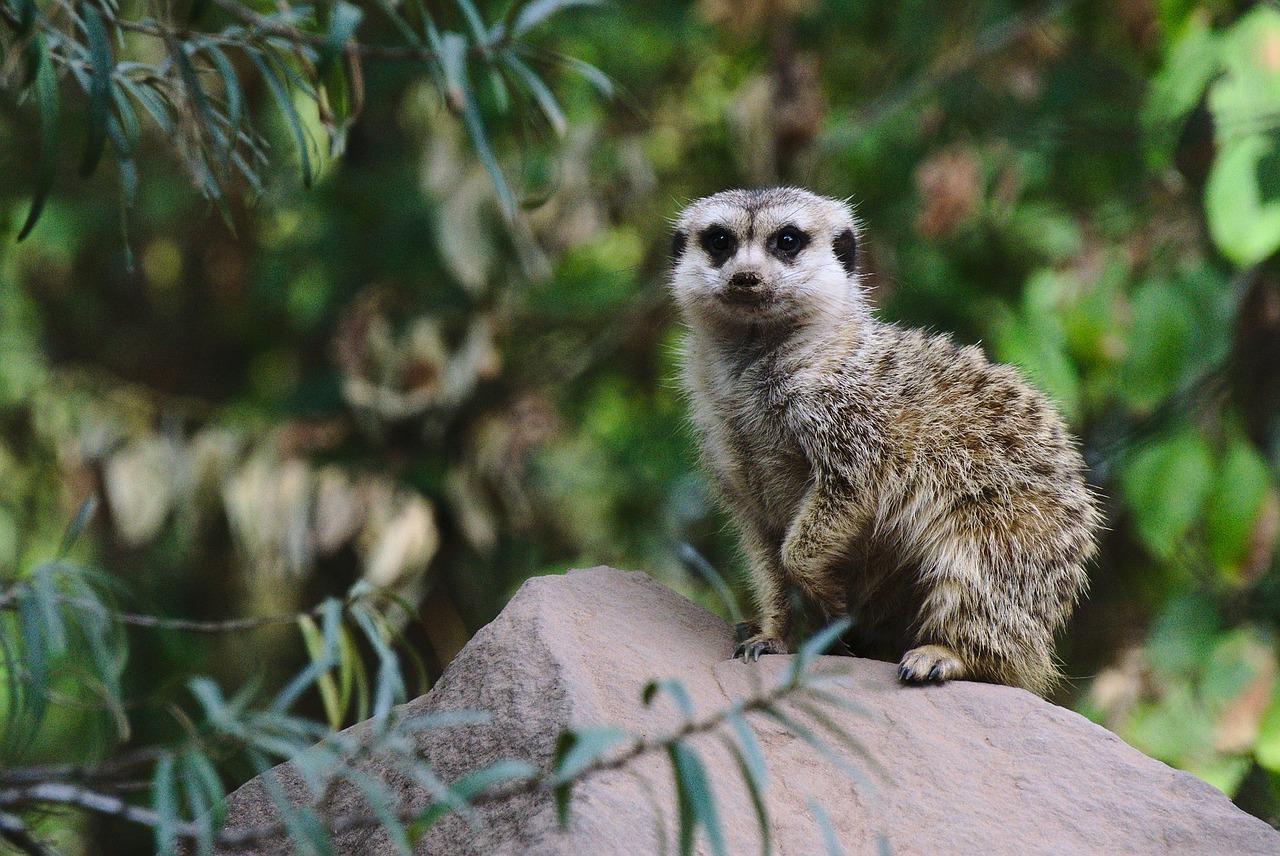 Meerkat Wallpaper HD for Android APK Download Meerkat Wallpaper HD for Android APK Download