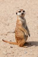 Meerkat Wallpaper HD 海报