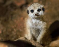 Meerkat Wallpaper HD 截图 1