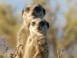 Meerkat Wallpaper HD 截图 2