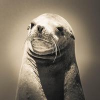 Seal Wallpaper HD скриншот 1