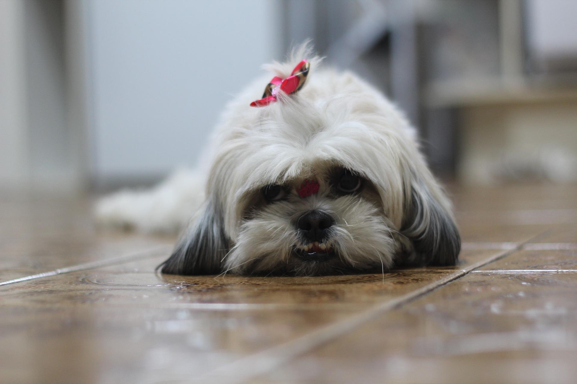 Shih Tzu Dog Wallpaper HD APK for Android Download