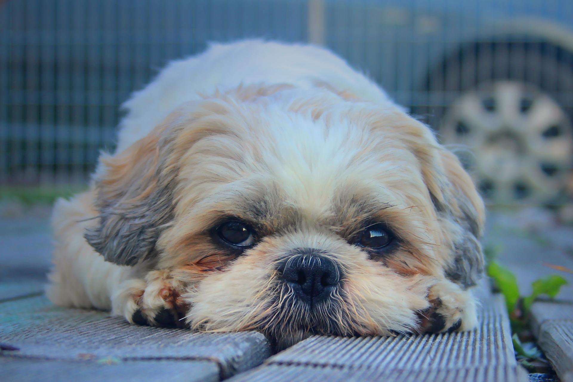 Shih Tzu Dog Wallpaper HD APK for Android Download