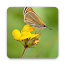 Skippers Butterfly Wallpapers APK