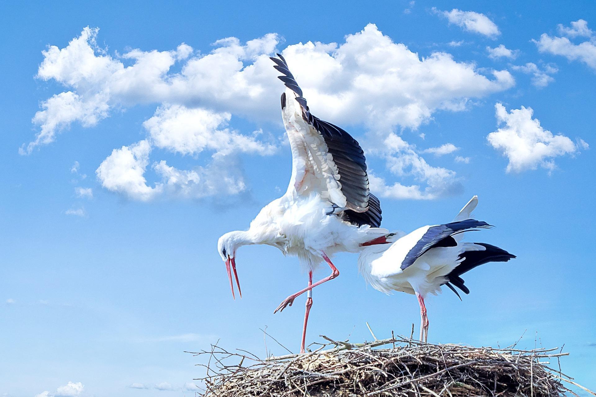 Stork Wallpaper Hd For Android Apk Download