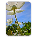 Summer Flower Wallpaper HD APK