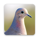 Pigeon Wallpaper HD APK