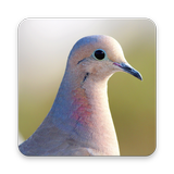 Pigeon Wallpaper HD icon