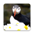 Puffin Wallpaper HD