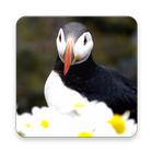 Puffin Wallpaper HD ikona
