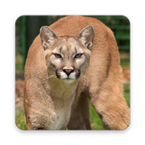 Puma Wallpaper HD Zeichen