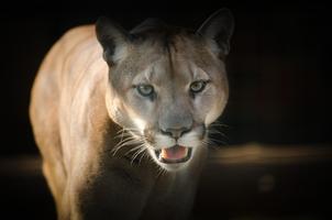 Puma Wallpaper HD-poster