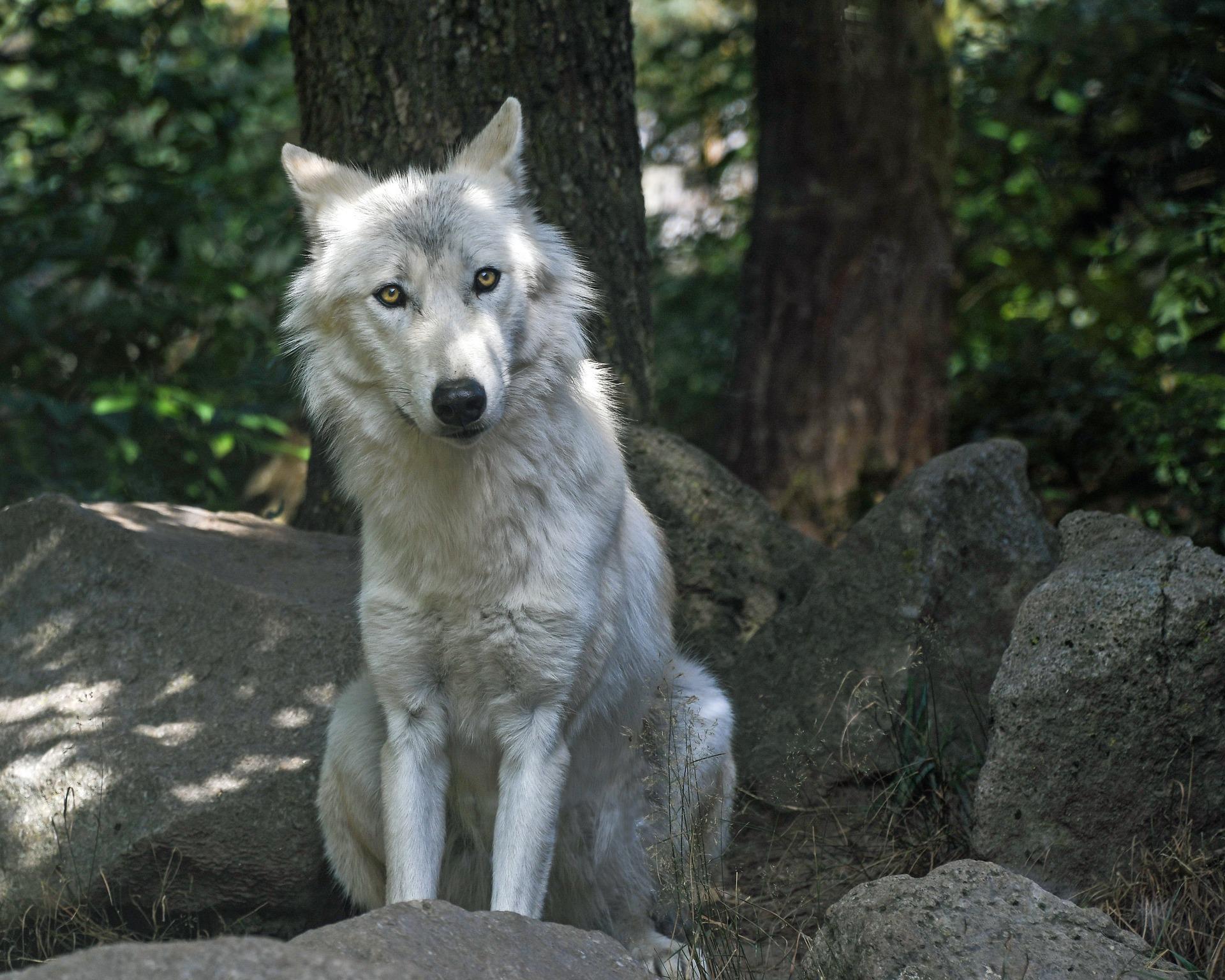 Pin on wolf magic Wolf pictures, Anime animals, Anime wolf