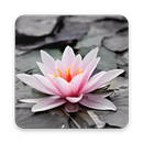 Water Flower Wallpaper HD APK