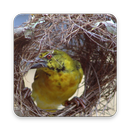 Weaver Bird Wallpaper HD APK