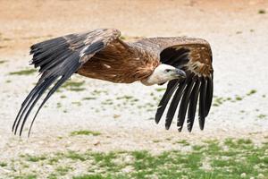 Vulture Wallpaper HD Plakat