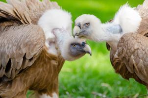 Vulture Wallpaper HD Screenshot 1