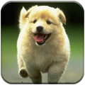 Puppy Wallpaper