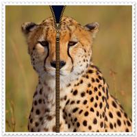Cheetah Zipper Screen Lock-poster