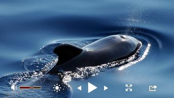 Real media player plus™ تصوير الشاشة 1