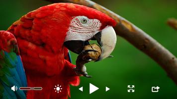 Real media player plus™ تصوير الشاشة 2