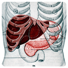 Hepatitis B virus 图标