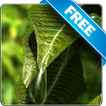 Leaf Water Drop free