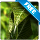 Leaf Water Drop free lwp APK