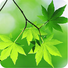 Leaf Live Wallpaper icono