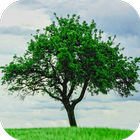 Tree Wallpapers icon