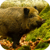 Wild Boar Sounds ícone