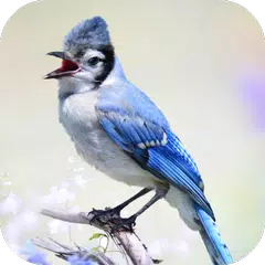 Blue Jay Sounds APK Herunterladen