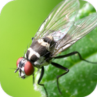 آیکون‌ Insect Wallpapers